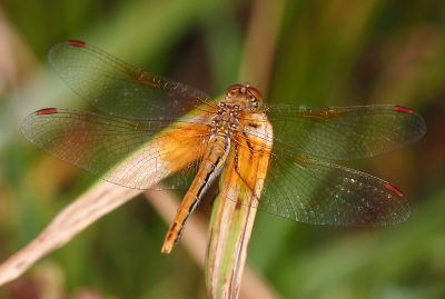 Geelvlek heidelibel vrouw, grootvlekkige vorm, Sympetrum flaveolum