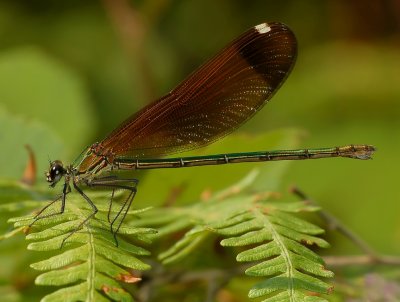 Calopteryx haemorrhoidalis, vrouw  (koperen beekjuffer)