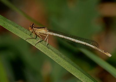 Witte breedscheen vrouw jong Platycnemis latipes