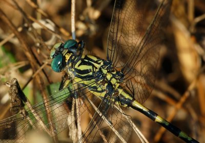 Onychogomphus uncatus