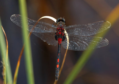 Venwitsnuit man Leucorrhinia dubia