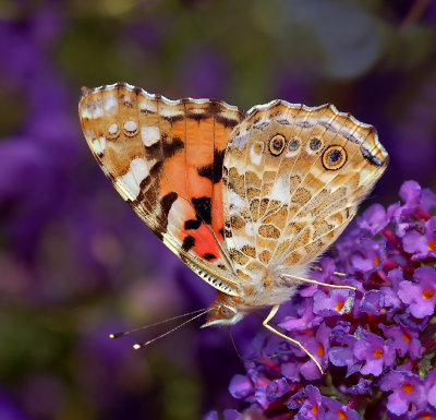 Distelvlinder op buddleja