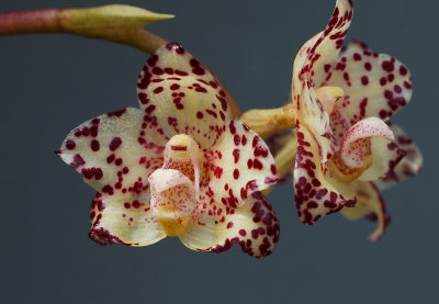 Bulbophyllum refractilingue
