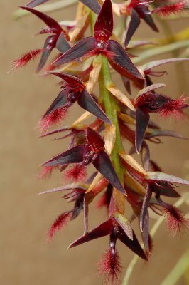 Bulbophyllum saltatorium, flowers about 1 cm