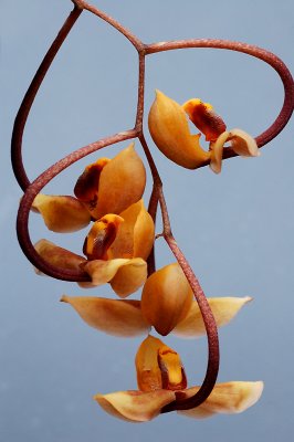 Gongora galeata ,  yellow form