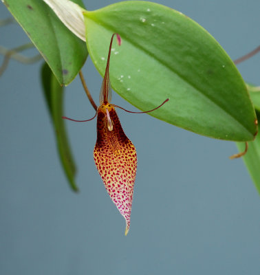 Restrepia  tsubotae,  height of flower 2.5 cm