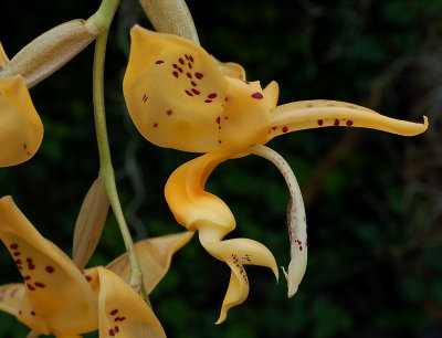 Stanhopea jennishiana