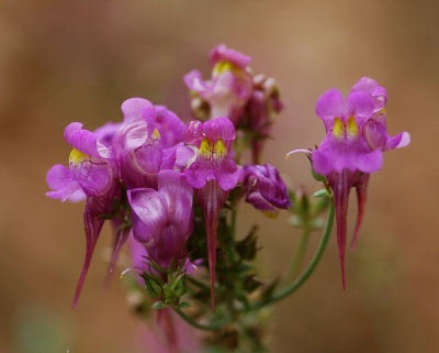 Linaria vulgaris var. purpurea , vlasleeuwenbek zeldzaam