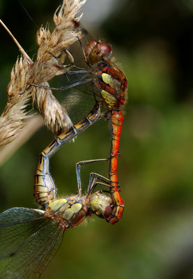 Bruinrode heidelibel paringswiel, Sympetrum striolatum