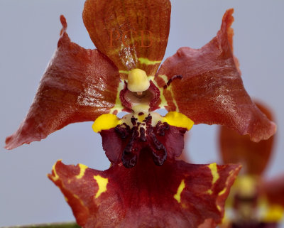 Oncidium zappii, close