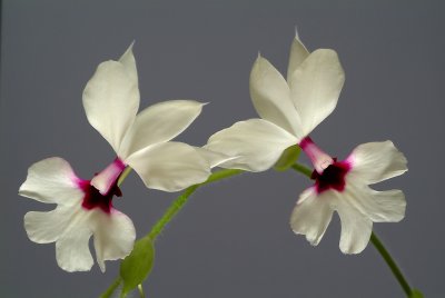 Calanthe rubens,  flower  4 cm