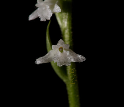 Spiranthes sinensis,  5 mm