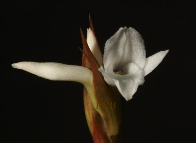 Eltroplectris roseo-alba,  2cm