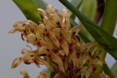 Maxillaria densa, flowers  1.5 cm