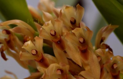 Maxillaria densa,  close