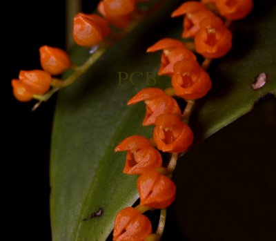 Pleurothalis truncata, flowers 4 mm