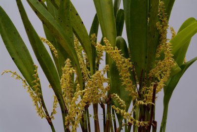 Pleurothallis galeata, flowers  4 mm