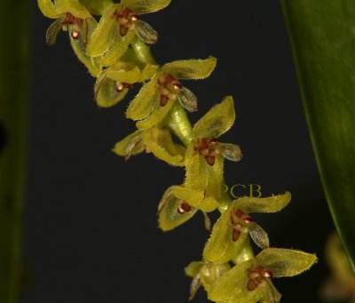 Pleurothallis galeata, flowers  4 mm