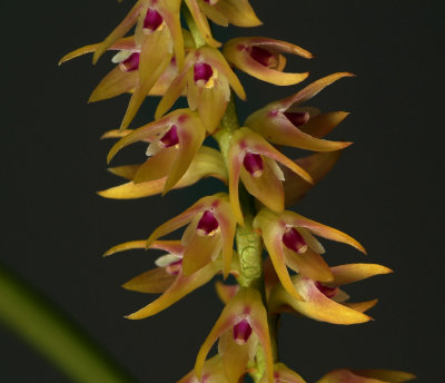Pleurothallis josephii, flowers 1 cm
