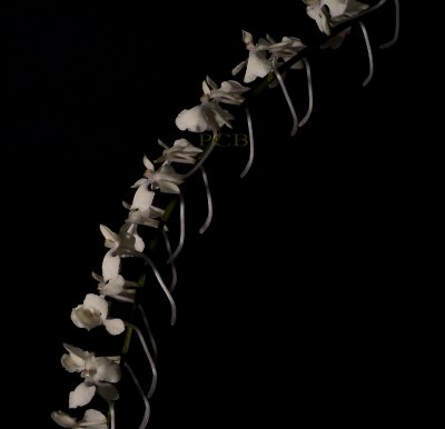 Aerangis citrata, flowers  1.5 cm