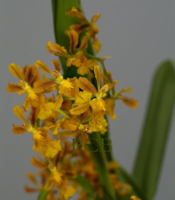 Oncidium sp. flowers 1 cm