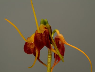 Masdevallia schlimii, flowers 4 cm