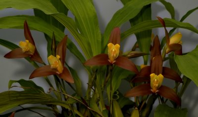 Lycaste lasioglossa, flowers 10cm