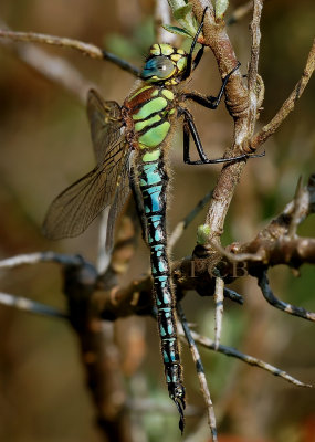 Glassnijder man, Brachytron pratense