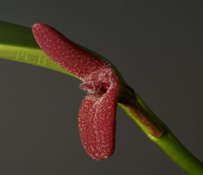 Restrepiella ophiocephala, height of flower 2.5 cm