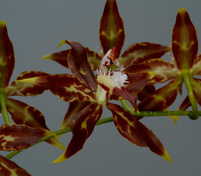 Odontoglossum cristatellum,   4 cm
