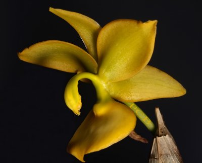 Cycnodes jumbo, flower 8 cm