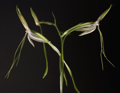 Habenaria macranda,  total height of flower  5 cm