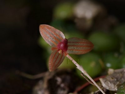 Bulbophyllum moniliforme,   4-5 mm