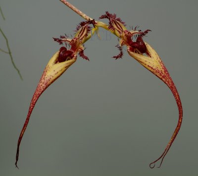 Bulbophyllum, hybrid,  putidum x rothschildianum