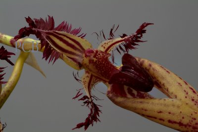 Bulbophyllum , hybrid close