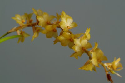 Dendrochilum Philippinense, flowers  6 mm
