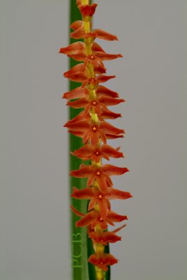 Dendrochilum wenzelii, flowers  1 cm