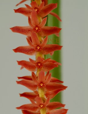 Dendrochilum wenzelii, close,  flowers 1 cm