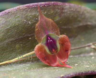 Lepanthes gargoyla,  flower  6-7 mm
