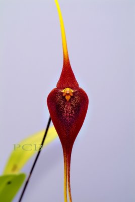 Masdevallia goliath, botanic total height of flower 12 cm