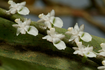 Listrostachys pertusa, flowers  5 mm