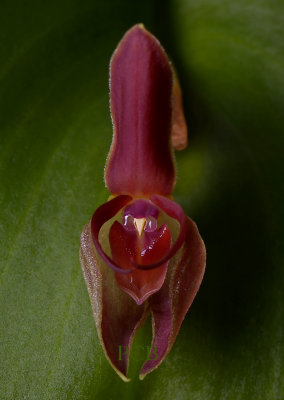 Pleurothallis sp.  height of flower 2.5 cm
