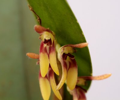 Trichosalpinx sp. 1 cm