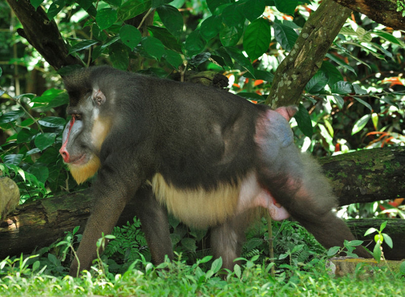 Mandrill