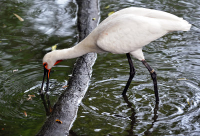 Spoonbill