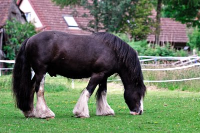 This is Rupert the shire horse and..