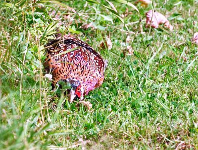 Pheasant hiding from me