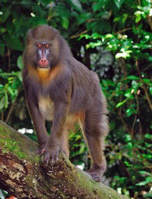 Mandrill