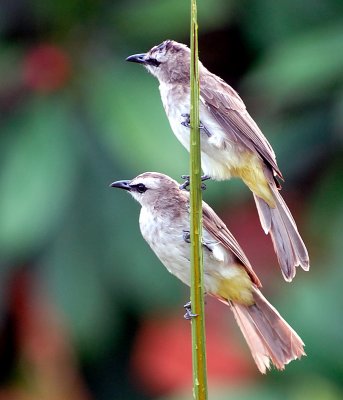 Yellow-Vented Bulbuls - Bali