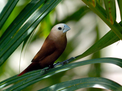 White-Headed Munia - Bali